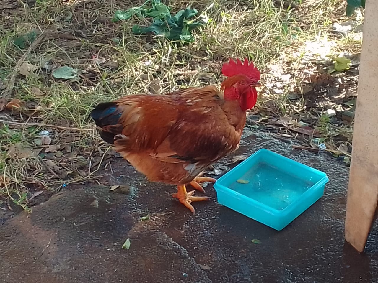 Foto de uma Galinha em um Galinheiro