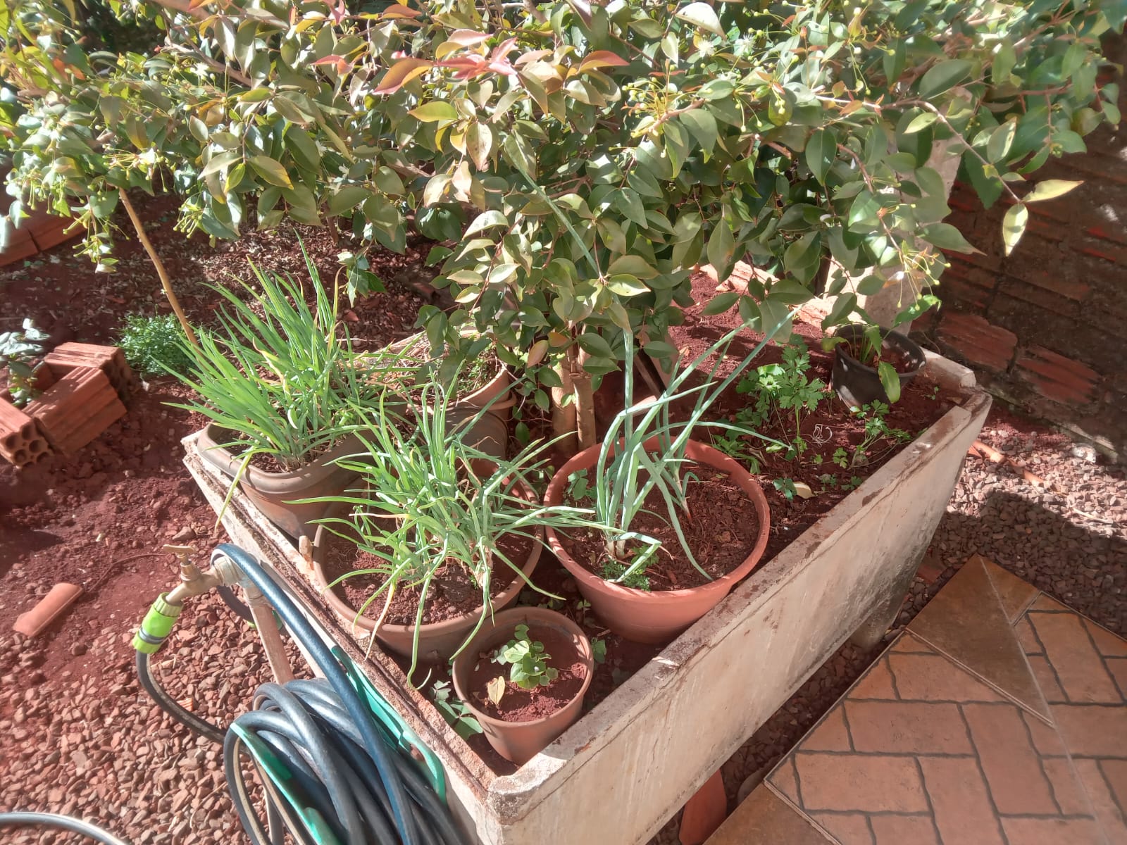 Foto de uma Horta de cebolinha, almeirão e couve na Cidade 